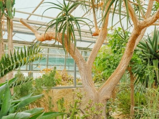 Bloeituin - Hoe maak je een hangende plantenhoek thuis?