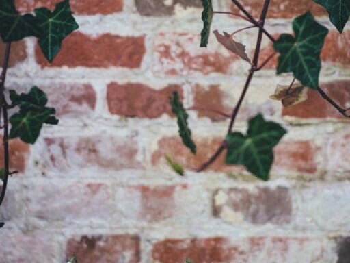 Bloeituin - Tips voor het combineren van bloeiende struiken