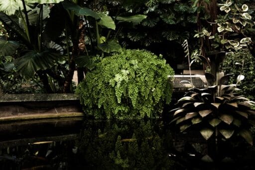 Bloeituin - Hoe onderhoud je een biologische moestuin?