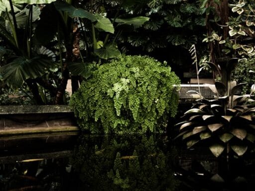 Bloeituin - Hoe onderhoud je een biologische moestuin?