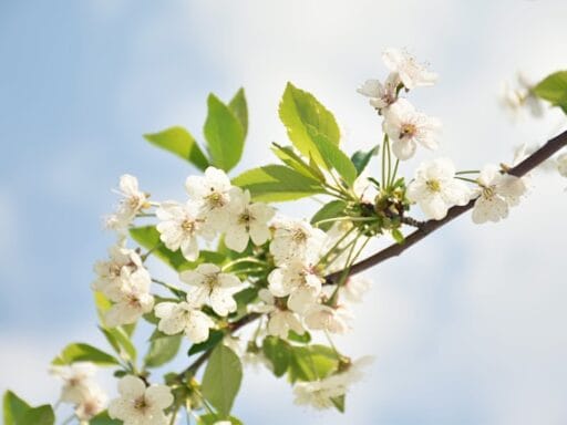 Bloeituin - Hoe maak je een regenton op wielen?