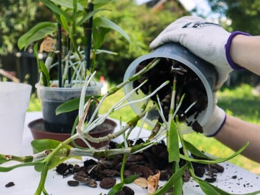 Bloeituin - Welke planten kun je combineren in moestuin?