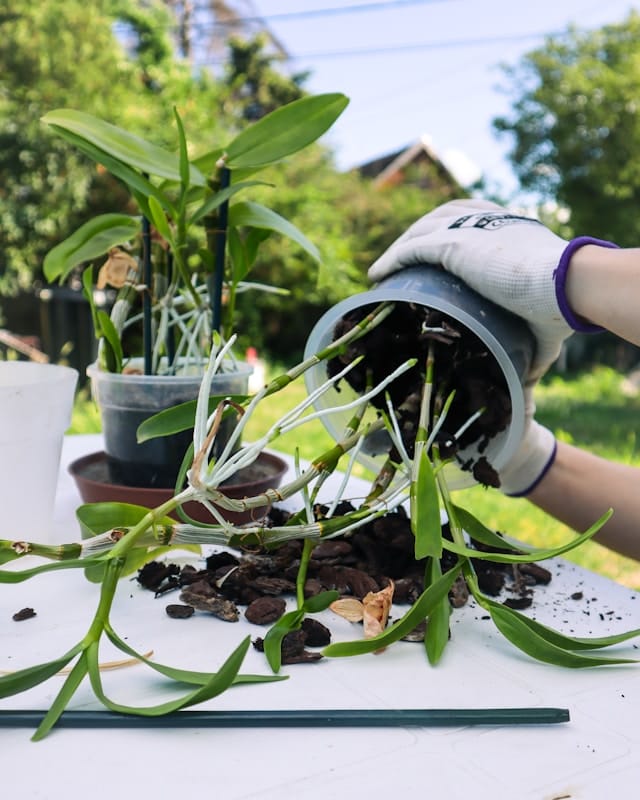 Bloeituin - Welke planten kun je combineren in moestuin?