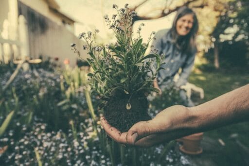 Bloeituin - Hoe maak je een regenbestendige moestuin?