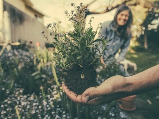Bloeituin - Hoe maak je een regenbestendige moestuin?