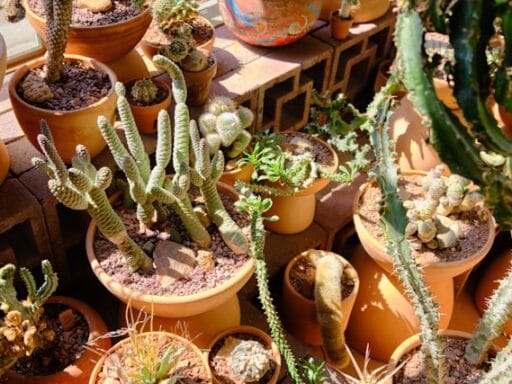 Bloeituin - Hoe bouw je een tuinkas met oude ramen?