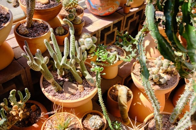 Bloeituin - Hoe bouw je een verticale tuin met paletten?