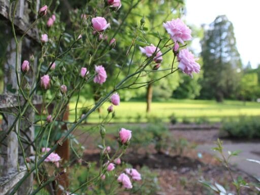 Bloeituin - Zelf sla kweken: eenvoudig en snel!