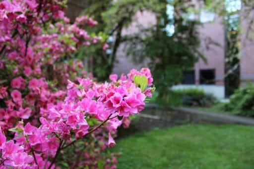 Bloeituin - Wat zijn de voordelen van groenbemesters?