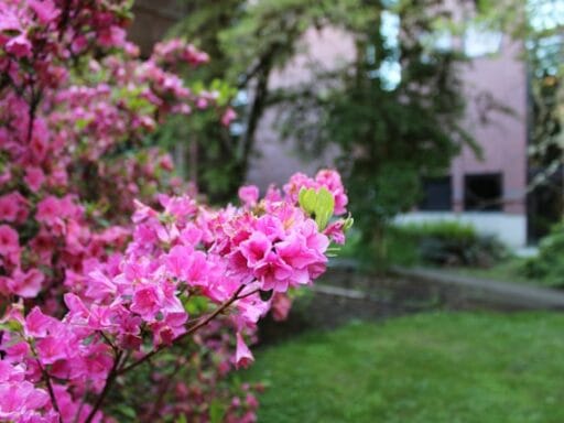 Bloeituin - Wat zijn de voordelen van groenbemesters?