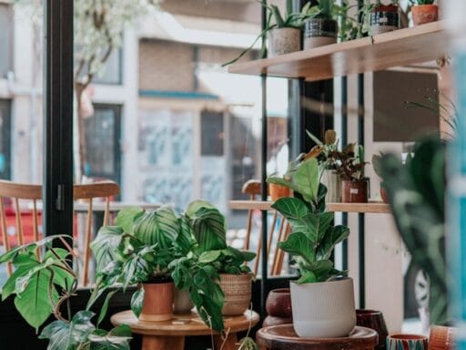 Bloeituin - Welke bloemen passen goed in de moestuin?