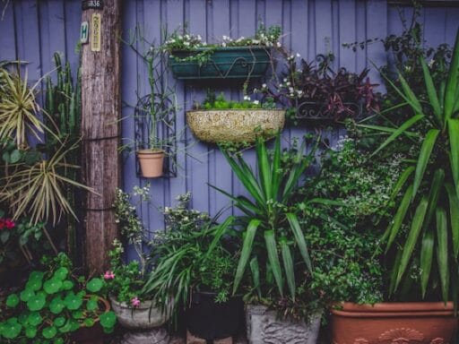 Bloeituin - Hoe laat je wilde bloemen groeien in je gazon?