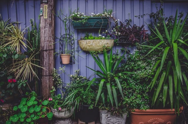 Bloeituin - Hoe laat je wilde bloemen groeien in je gazon?