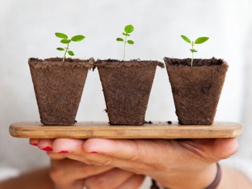 Bloeituin - Welke bloemen passen bij een wintertuin?