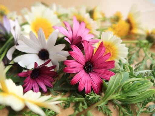 Bloeituin - Hoe maak je een eenvoudig tuinpad zelf?