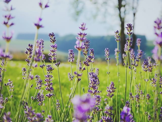 Bloeituin - Hoe kweek je aardbeien in een pot samen?