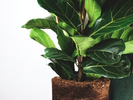 Bloeituin - Hoe houd je potplanten langer gezond?