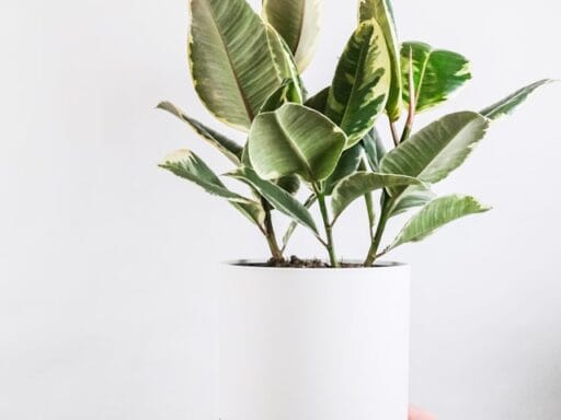 Bloeituin - Hoe bouw je een simpele kas voor groenten?