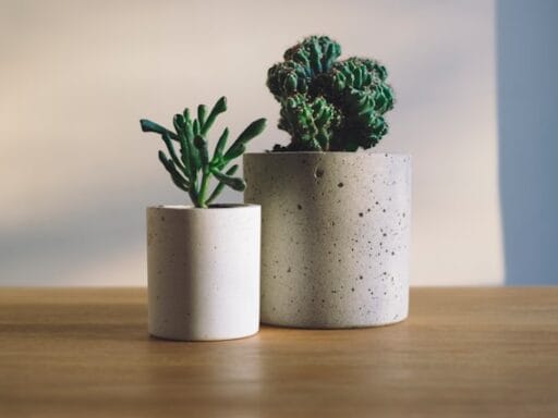 Bloeituin - Hoe selecteer je giftvrije bloemen voor kinderen?