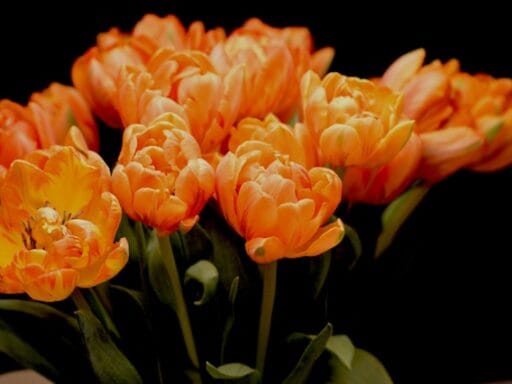 Bloeituin - Hoe begin je een moestuin zonder ervaring?