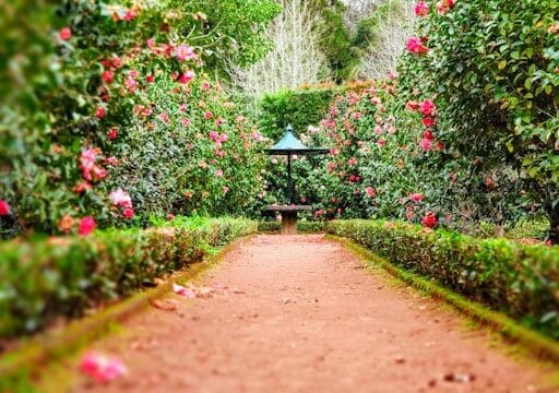 Bloeituin - Wat te doen bij overbemesting van planten?