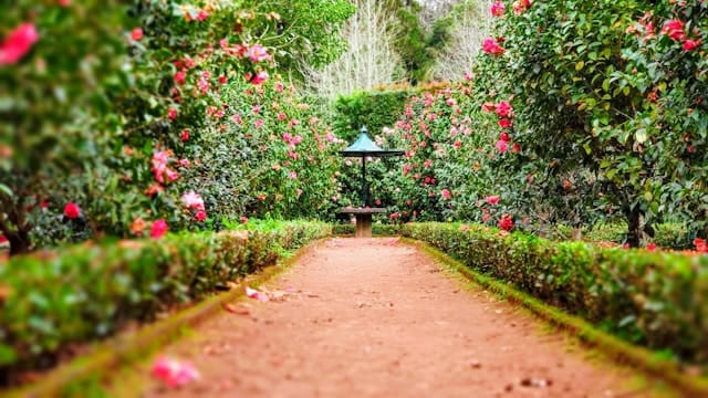 Bloeituin - Zomergroenten planten in mei: handige tips!