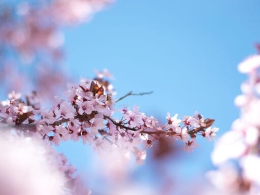 Bloeituin - Wat te doen bij mosgroei op tegels?