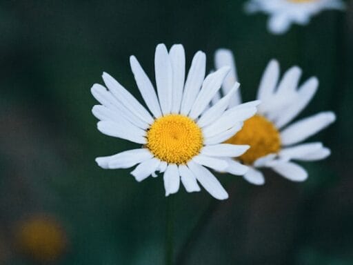 Bloeituin - Tips voor waterbesparing tijdens het tuinieren