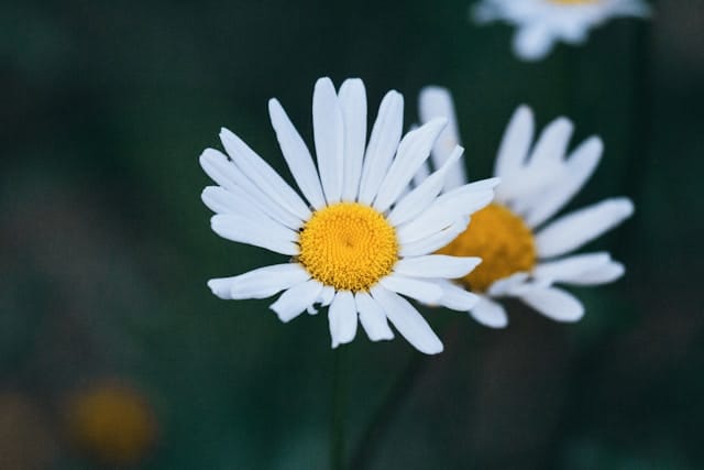 Bloeituin - Creëer een gezellige zithoek in je tuin