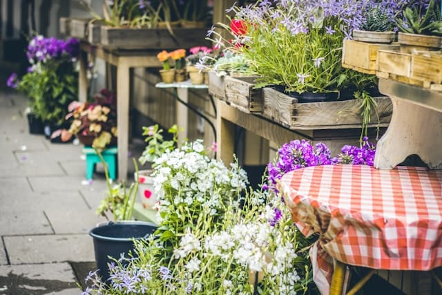 Bloeituin - Tips voor een duurzame binnenbloemen keuze