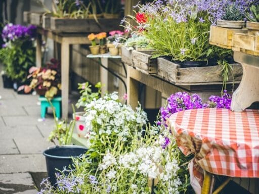Bloeituin - Hoe oogst je kruiden op het juiste moment?