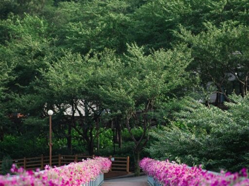 Bloeituin - Welke planten verdragen arme zandgrond goed?