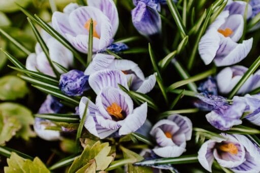 Bloeituin - Hoe kies je accessoires voor verticale tuinen?