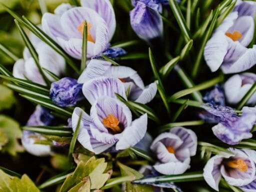 Bloeituin - Hoe kies je accessoires voor verticale tuinen?