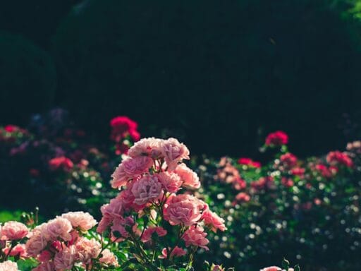 Bloeituin - Hoe kweek je bessen in je achtertuin?