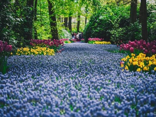 Bloeituin - Hoe maak je een eetbare siertuin?