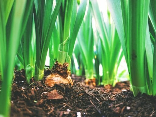 Bloeituin - Hoe bouw je een simpele pergola in je tuin?