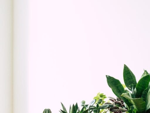 Bloeituin - Top bloemen voor een zonnige tuin