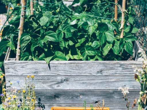 Bloeituin - Hoe voorkom je wateroverlast in je tuin?