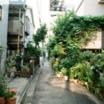 Bloeituin - Beste bloemen voor een bijvriendelijke tuin