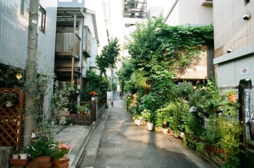 Bloeituin - Beste bloemen voor een bijvriendelijke tuin