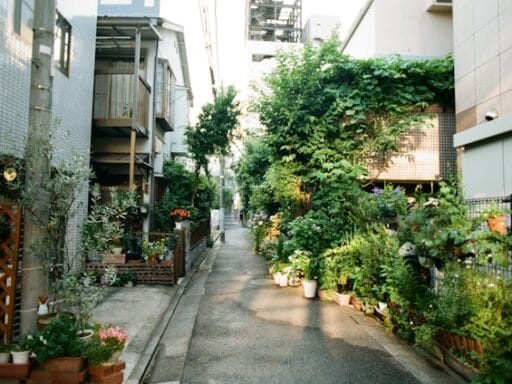 Bloeituin - Beste bloemen voor een bijvriendelijke tuin