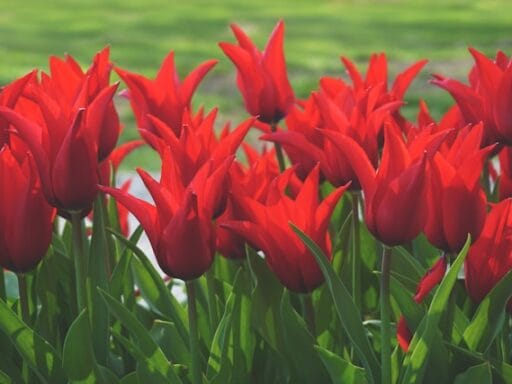 Bloeituin - Wat zijn de basics voor een DIY vuurplaats?