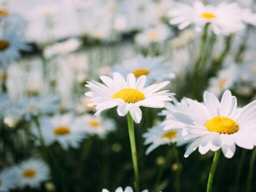 Bloeituin - Maak je tuin lenteklaar met deze hovenierstips én een handig stappenplan!