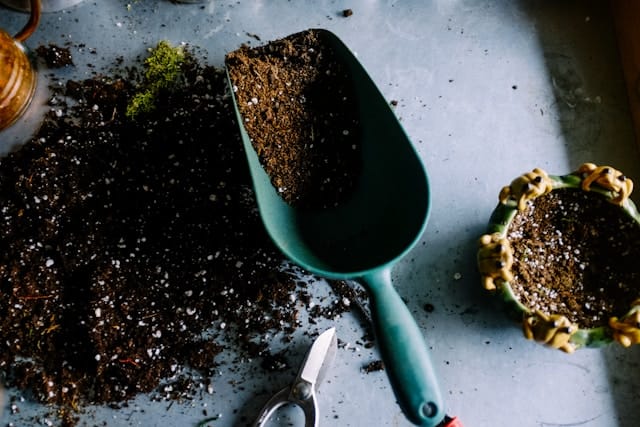 Bloeituin - Hoe herken je snoeischade aan planten?