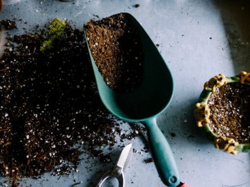 Bloeituin - Beste kruiden voor in de keuken tuin