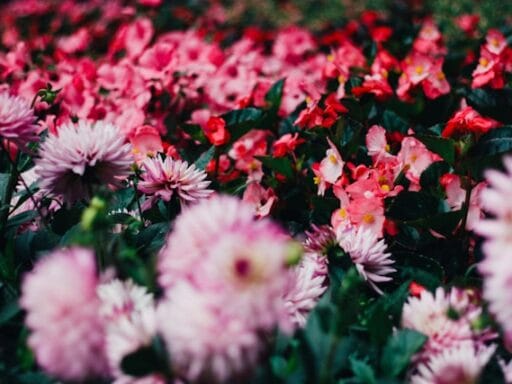 Bloeituin - Hoe bestrijd je algen in een vijver?