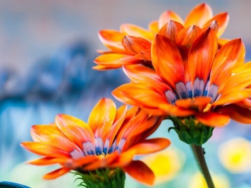 Bloeituin - Welke bloemen zijn geschikt voor arme grond?
