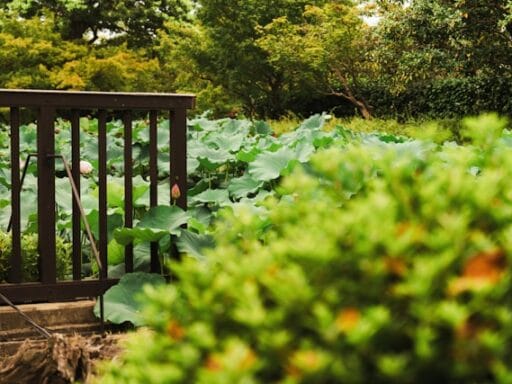 Bloeituin - Hoe herstel je een beschadigde heg?