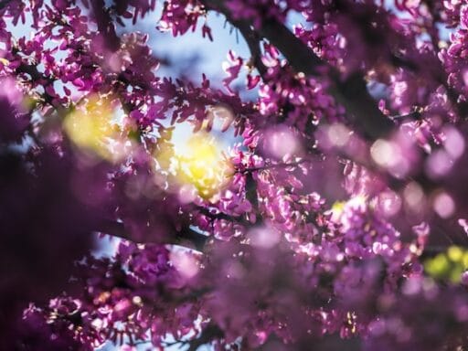 Bloeituin - Kruiden kweken op een klein balkon